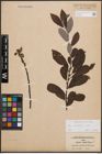 Foto von Salix cinerea L.